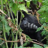  Gorilla (Congo)